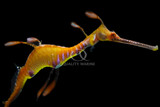 Sea Dragons
