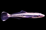 Cobia