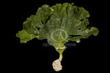 Marine Algae