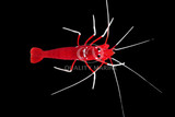 Shrimps
