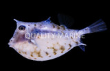 Trunkfish