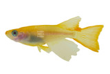 Rice Fish