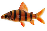 Distichodus