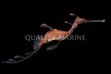 Sea Dragons