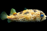 Puffers