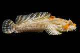 Toadfish
