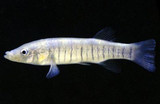 Killifish