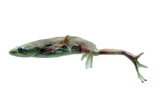 Amphibians