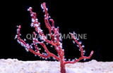 Corals, Gorgonians