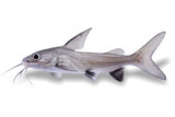 Sharks
