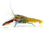 Lobster