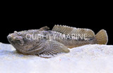 Toadfish
