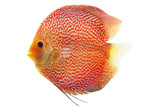 Discus