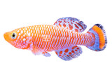 Killifish