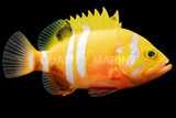 Groupers
