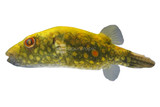 Puffers