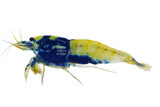 Shrimp