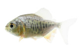 Pacus