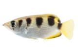 Archer Fish