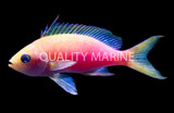 Anthias
