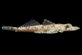 Flathead