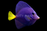 Tangs QM Labs