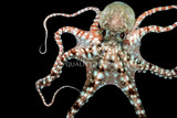 Cephalopods