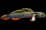 Gobies