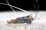 Spring Cleaning Inverts