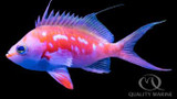 Intro to Copepods