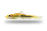 Algae Eaters