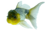 Goldfish