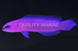 Dottyback