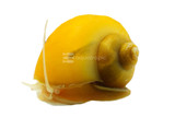 Snails