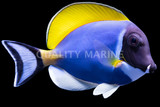 Tangs