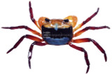 Crabs