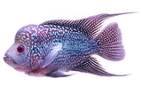 Cichlids
