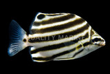 Stripeys