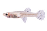 Mosquito Fish
