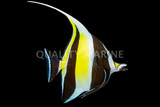 Moorish Idols
