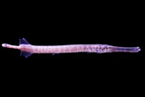 Trumpetfish