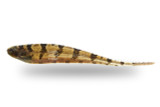 Knifefish