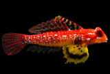 Dragonets