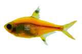 Glofish