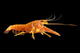 Lobsters
