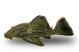 Plecostomus