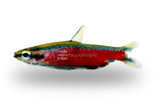 Pencilfish