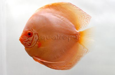 Albino Solid Blue Discus :: 24053