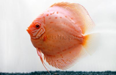 Brilliant Blue Albino Discus :: 24060