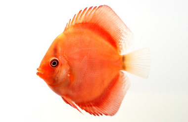 Golden Discus :: 24066